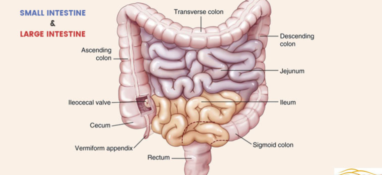 Small Intestine Digestion