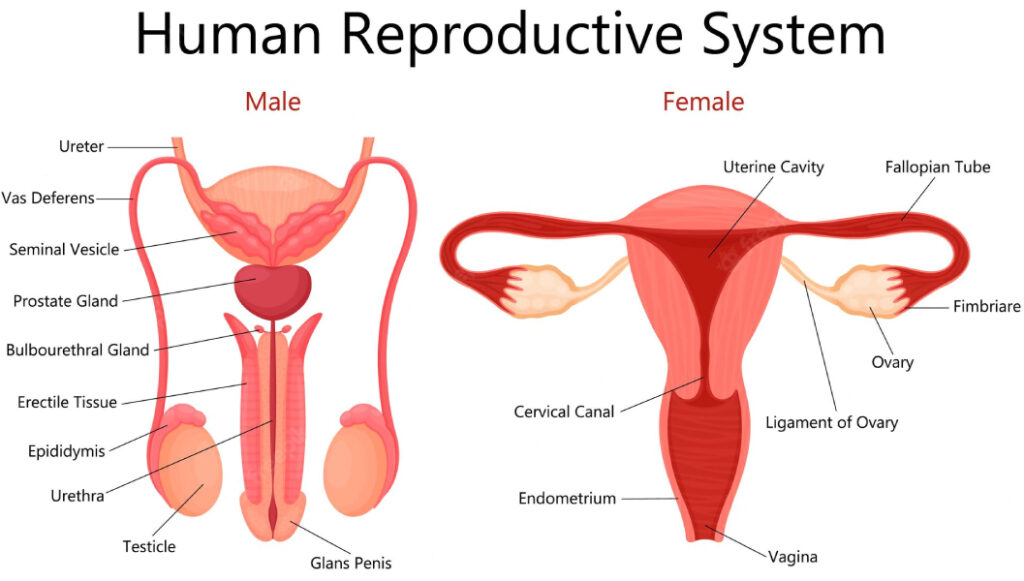 Human reproductive systems