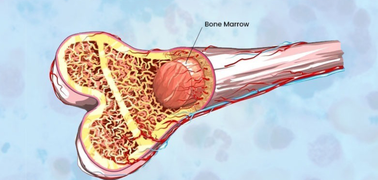bone-marrow